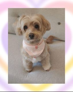 (Category: ) located in . Submitted by happypaw25 (Listing ID 1445539748, Image 1). Description: .