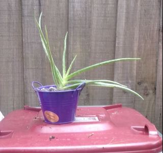 (Category: ) located in . Submitted by dena711 (Listing ID 1445470024, Image 1). Description: .