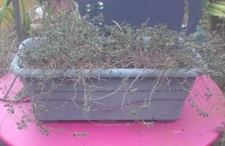 (Category: ) located in . Submitted by dena711 (Listing ID 1445470811, Image 1). Description: .