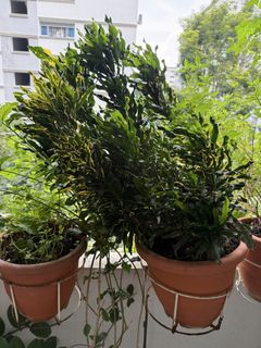 (Category: ) located in . Submitted by linthantplants (Listing ID 1445477825, Image 1). Description: .