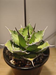 （分類：）位於 。 由 plantplayer 提交（商品編號 1445736250，圖片 1）。簡介： 。