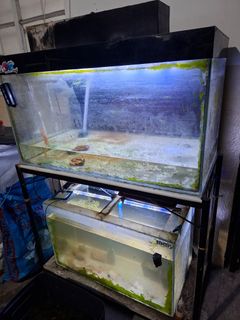 (Category: ) located in . Submitted by kielkosca (Listing ID 1445644162, Image 1). Description: .