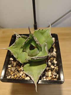 （分類：）位於 。 由 plantplayer 提交（商品編號 1445736052，圖片 1）。簡介： 。