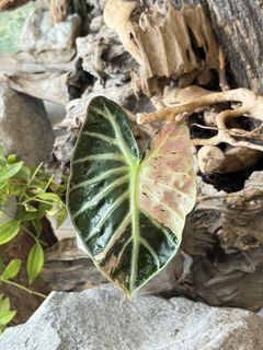 (Category: ) located in . Submitted by plant_habitat (Listing ID 1445714086, Image 1). Description: .