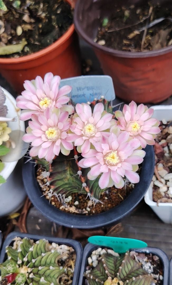 Assorted Gymnocalycium Cactus Plants with Flowers (Category: Plants & Seeds) located in Bulacan. Submitted by eronnieant43107 (Listing ID 1445610224, Image 2). Description: - Collection of beautiful Gymnocalycium cactus plants - Some currently flowering with delicate pink and white blooms - Available in various sizes and colors - Includes vibrant red and green variegated types - Healthy plants, ready for a new home - Ideal for cactus enthusiasts 