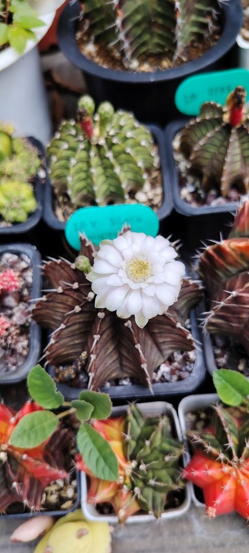 Assorted Gymnocalycium Cactus Plants with Flowers (Category: Plants & Seeds) located in Bulacan. Submitted by eronnieant43107 (Listing ID 1445610224, Image 3). Description: - Collection of beautiful Gymnocalycium cactus plants - Some currently flowering with delicate pink and white blooms - Available in various sizes and colors - Includes vibrant red and green variegated types - Healthy plants, ready for a new home - Ideal for cactus enthusiasts 