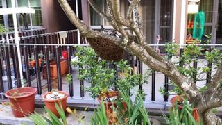 (Category: ) located in . Submitted by home_pest_specialist (Listing ID 1445657647, Image 1). Description: .