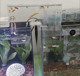 (Category: ) located in . Submitted by edwinchua (Listing ID 1445773162, Image 1). Description: .