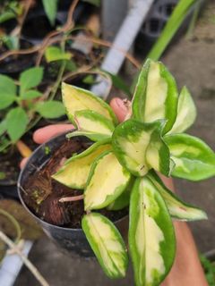 (Category: ) located in . Submitted by sindo.sg (Listing ID 1445744117, Image 1). Description: .