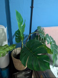 (Category: ) located in . Submitted by pipieee (Listing ID 1445652771, Image 1). Description: .