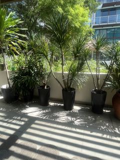 (Category: ) located in . Submitted by silverforest.0d716f (Listing ID 1445660867, Image 1). Description: .