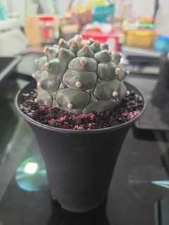 (Category: ) located in . Submitted by dennis_ong78 (Listing ID 1445925170, Image 1). Description: .