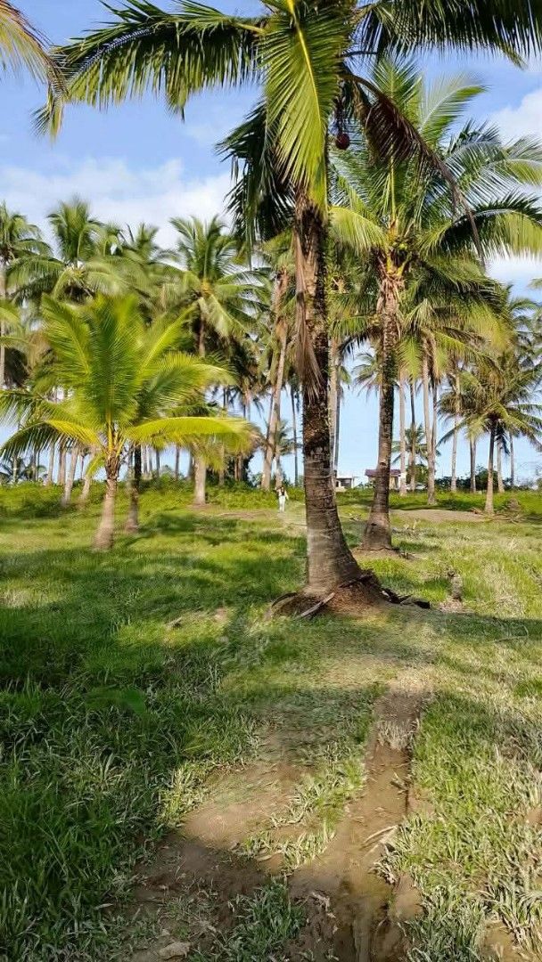 Beach Lot for Sale (Category: Lot) located in Bulacan. Submitted by gela_sr (Listing ID 1445973155, Image 2). Description: INSTALLMENT BEACH LOT‼️ 📍UMIRAY, DINGALAN, AURORA🌴🌊💚 ✅100Sqm min cut.. 15k reservation fee. 2 years to pay ✅as low as 2000/sqm spot cash promo ✅Cash or Installment pwede..0% interest ✅150m from highway, with mountain view, lifetime access to the beach ✅Very relaxing, calm surroundings, fresh air, breathtaking view..Good f