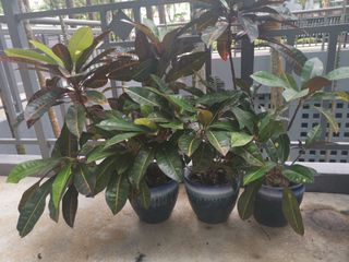 (Category: ) located in . Submitted by ghkong1958 (Listing ID 1445840560, Image 1). Description: .