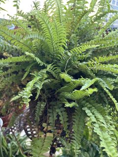 (Category: ) located in . Submitted by Plantinstyle (Listing ID 1445883683, Image 1). Description: .