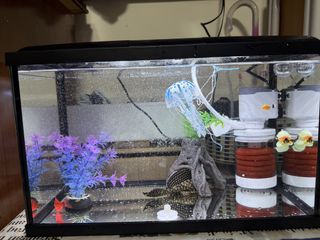 (Category: ) located in . Submitted by rockstarr007 (Listing ID 1445937792, Image 1). Description: .