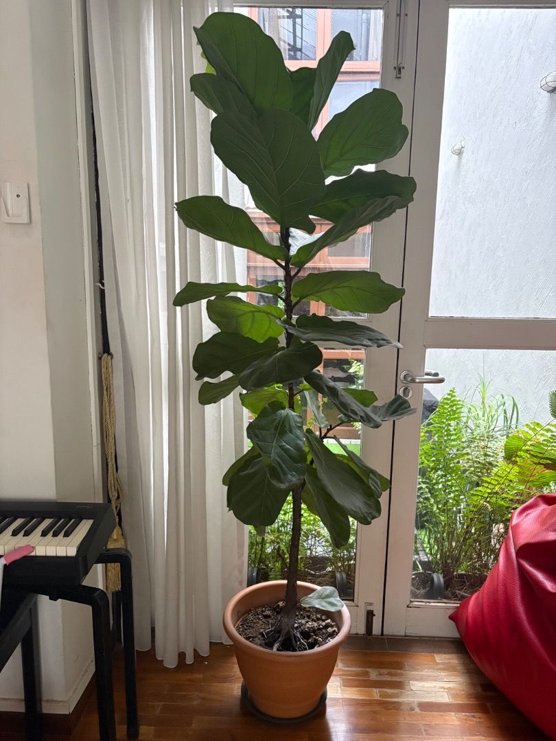 Fiddle-leaf fig 1.9m