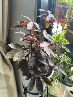 (Category: ) located in . Submitted by Plantinstyle (Listing ID 1445845924, Image 1). Description: .