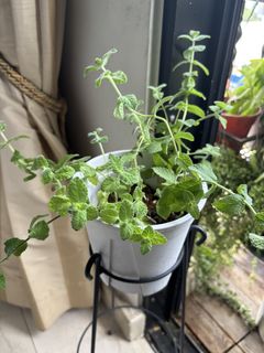 (Category: ) located in . Submitted by Plantinstyle (Listing ID 1445845435, Image 1). Description: .