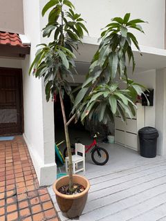 (Category: ) located in . Submitted by miliamchan (Listing ID 1445796714, Image 1). Description: .