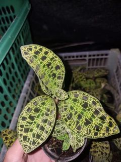 Orchid Collection item 3