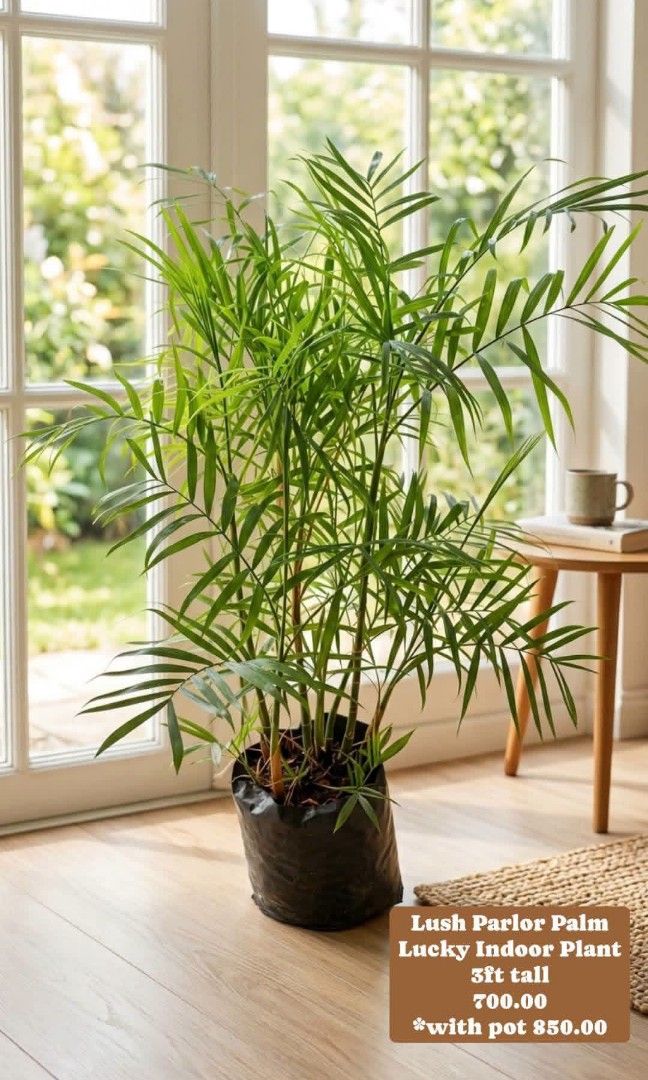 Lush Parlor Palm 3ft (Category: Plants & Seeds) located in Paranaque City. Submitted by mherz_ariel (Listing ID 1445883807, Image 1). Description: .