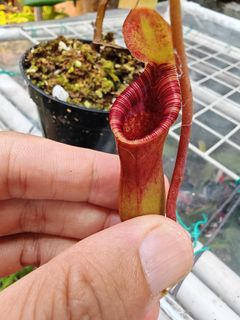（分類：）位於 。 由 lcm2022 提交（商品編號 1445866936，圖片 1）。簡介： 。