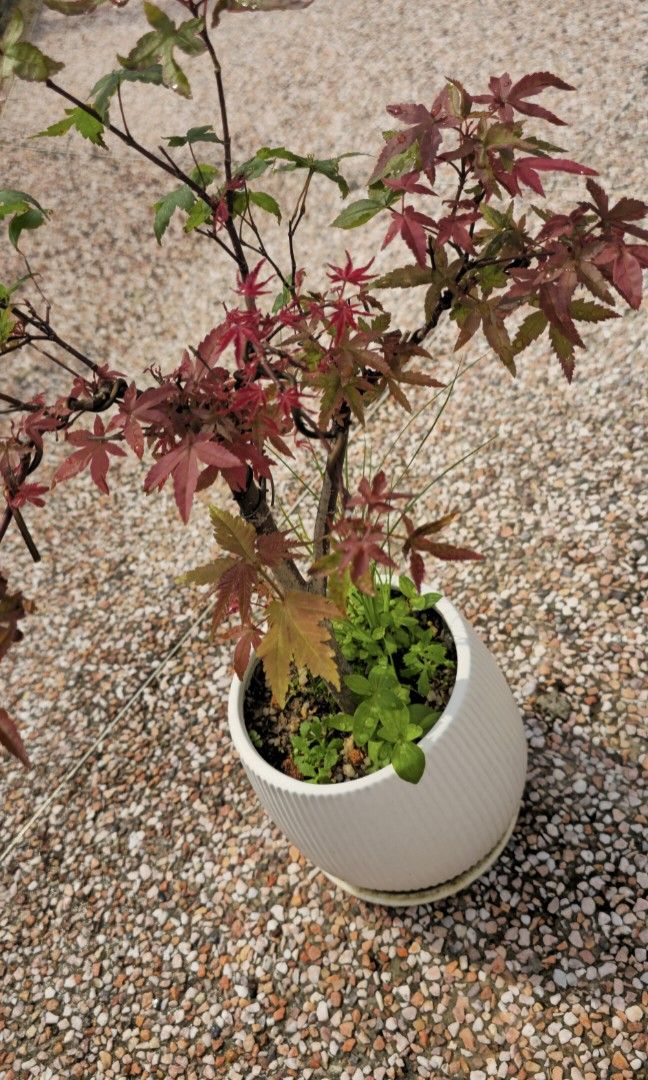 Maple red (Category: Plants & Seeds) located in Singapore. Submitted by tendgarden (Listing ID 1441594494, Image 3). Description: You may collect the plant at 322B Tengah Drive, or I can arrange delivery to your home. Delivery fees range from $6–$20 per trip, depending on the distance. I will share my plant care tips with you when you receive the plant (fertilizer, watering, etc.). If you would like to see more photos of the plant, please feel fr