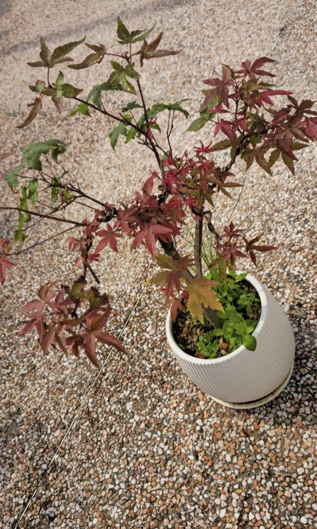 Maple red (Category: Plants & Seeds) located in Singapore. Submitted by tendgarden (Listing ID 1441594494, Image 2). Description: You may collect the plant at 322B Tengah Drive, or I can arrange delivery to your home. Delivery fees range from $6–$20 per trip, depending on the distance. I will share my plant care tips with you when you receive the plant (fertilizer, watering, etc.). If you would like to see more photos of the plant, please feel fr