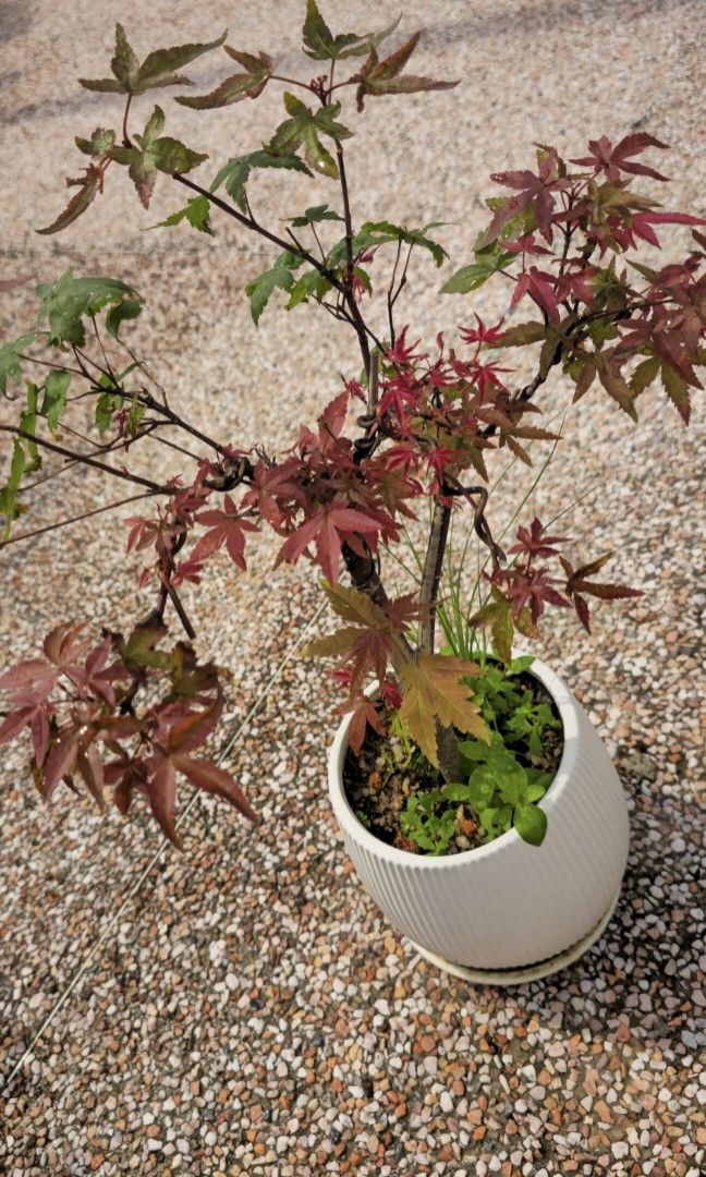 Maple red (Category: Plants & Seeds) located in Singapore. Submitted by tendgarden (Listing ID 1441594494, Image 1). Description: You may collect the plant at 322B Tengah Drive, or I can arrange delivery to your home. Delivery fees range from $6–$20 per trip, depending on the distance. I will share my plant care tips with you when you receive the plant (fertilizer, watering, etc.). If you would like to see more photos of the plant, please feel fr