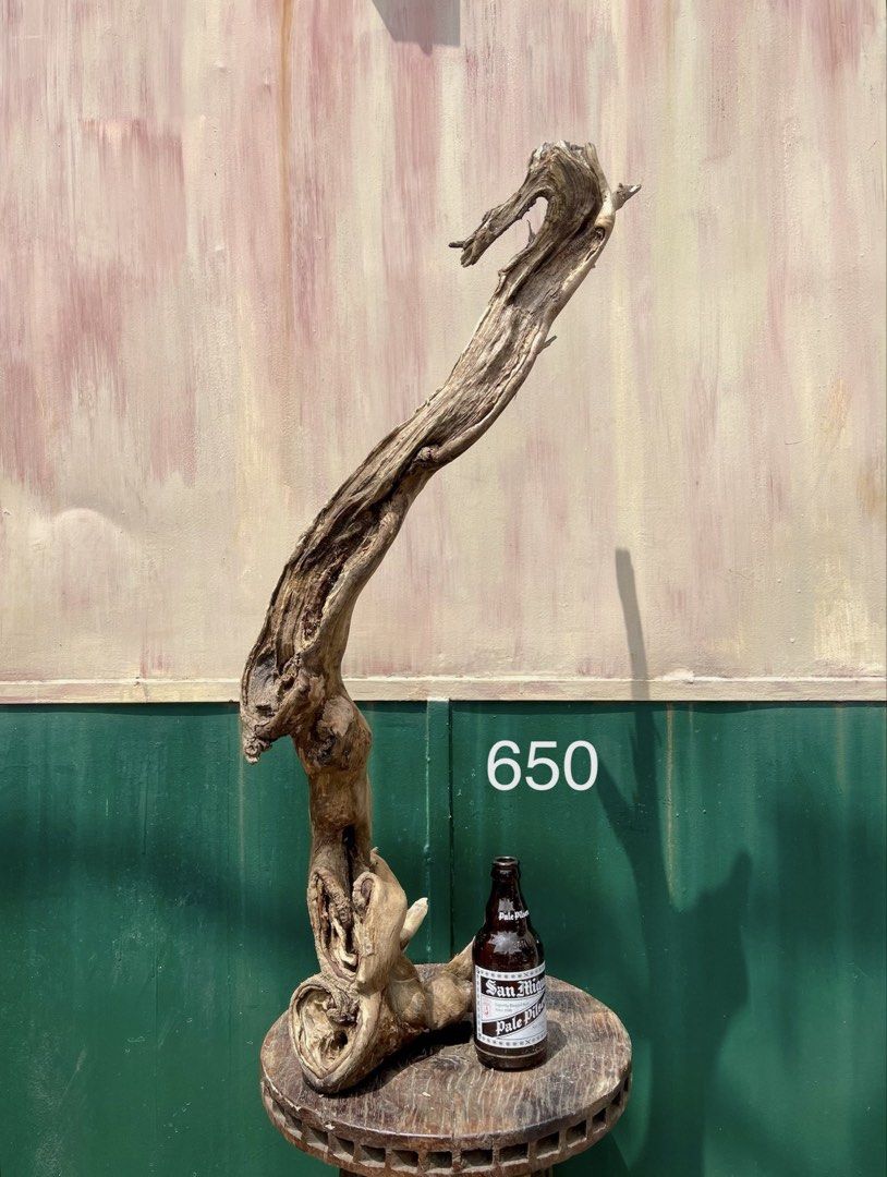 Molave driftwood (Category: Home Fragrance) located in Marikina City. Submitted by sam_illano (Listing ID 1445950771, Image 1). Description: Molave driftwood for home decor or plant / aquascaping project. Prices are already indicated in the photos. Marikina area. Thank you!.