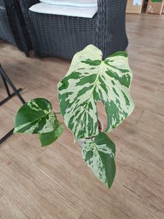 (Category: ) located in . Submitted by leafhappily (Listing ID 1445813777, Image 1). Description: .