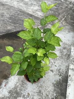 (Category: ) located in . Submitted by Plantinstyle (Listing ID 1445918065, Image 1). Description: .