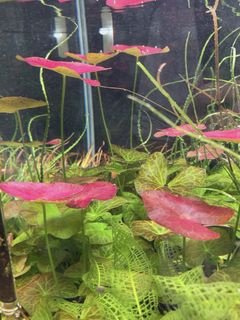 (Category: ) located in . Submitted by zenaquatics (Listing ID 1445824702, Image 1). Description: .