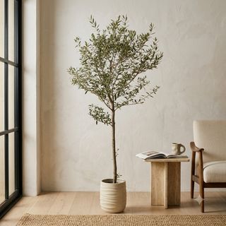 Platycerium and other plants Collection item 2