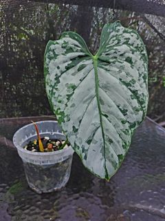 (Category: ) located in . Submitted by plantsnp (Listing ID 1445910325, Image 1). Description: .