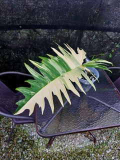 (Category: ) located in . Submitted by plantsnp (Listing ID 1445911145, Image 1). Description: .