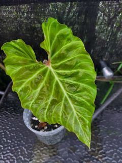 (Category: ) located in . Submitted by plantsnp (Listing ID 1445913263, Image 1). Description: .
