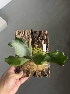 (Category: ) located in . Submitted by sghaworthiahabitat (Listing ID 1445837103, Image 1). Description: .