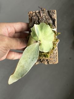 (Category: ) located in . Submitted by sghaworthiahabitat (Listing ID 1445802499, Image 1). Description: .
