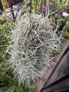 (Category: ) located in . Submitted by Plantinstyle (Listing ID 1445844706, Image 1). Description: .