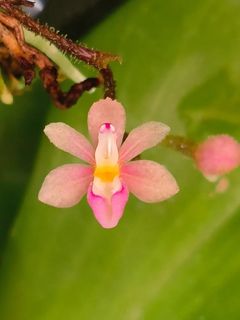 Miniature Orchids Collection item 1