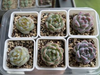 (Category: ) located in . Submitted by qq_garden (Listing ID 1445402819, Image 1). Description: .