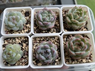 (Category: ) located in . Submitted by qq_garden (Listing ID 1445402747, Image 1). Description: .