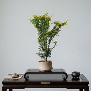 Bonsai  Collection item 1