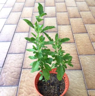 (Category: ) located in . Submitted by sgn93 (Listing ID 1445820447, Image 1). Description: .