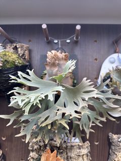 （分類：）位於 。 由 zibet_c 提交（商品編號 1434989771，圖片 1）。簡介： 。