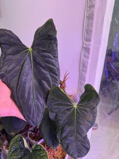 (Category: ) located in . Submitted by coddy (Listing ID 1446130330, Image 1). Description: .