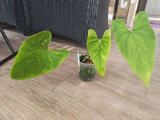 (Category: ) located in . Submitted by leafhappily (Listing ID 1446037796, Image 1). Description: .