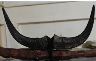 (Category: ) located in . Submitted by goodsgoodgoodauthentic (Listing ID 1446133013, Image 1). Description: .